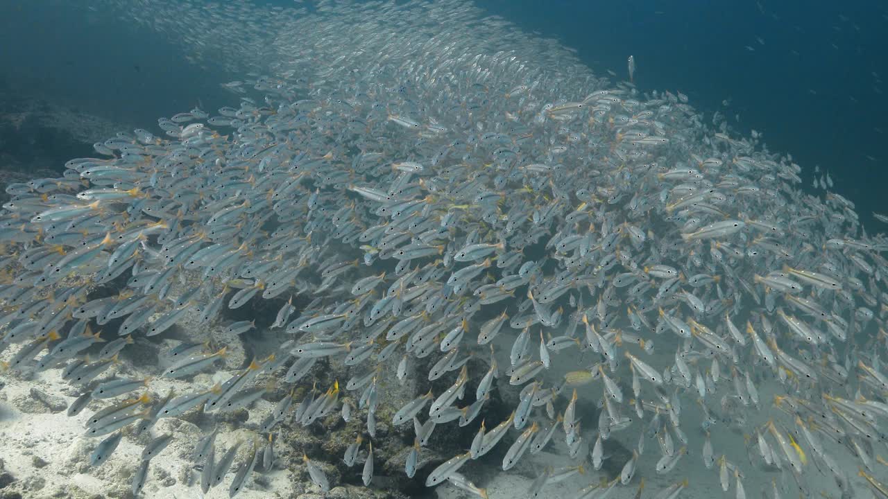 两个斑点鲷鱼群在沙质海床上。视频素材