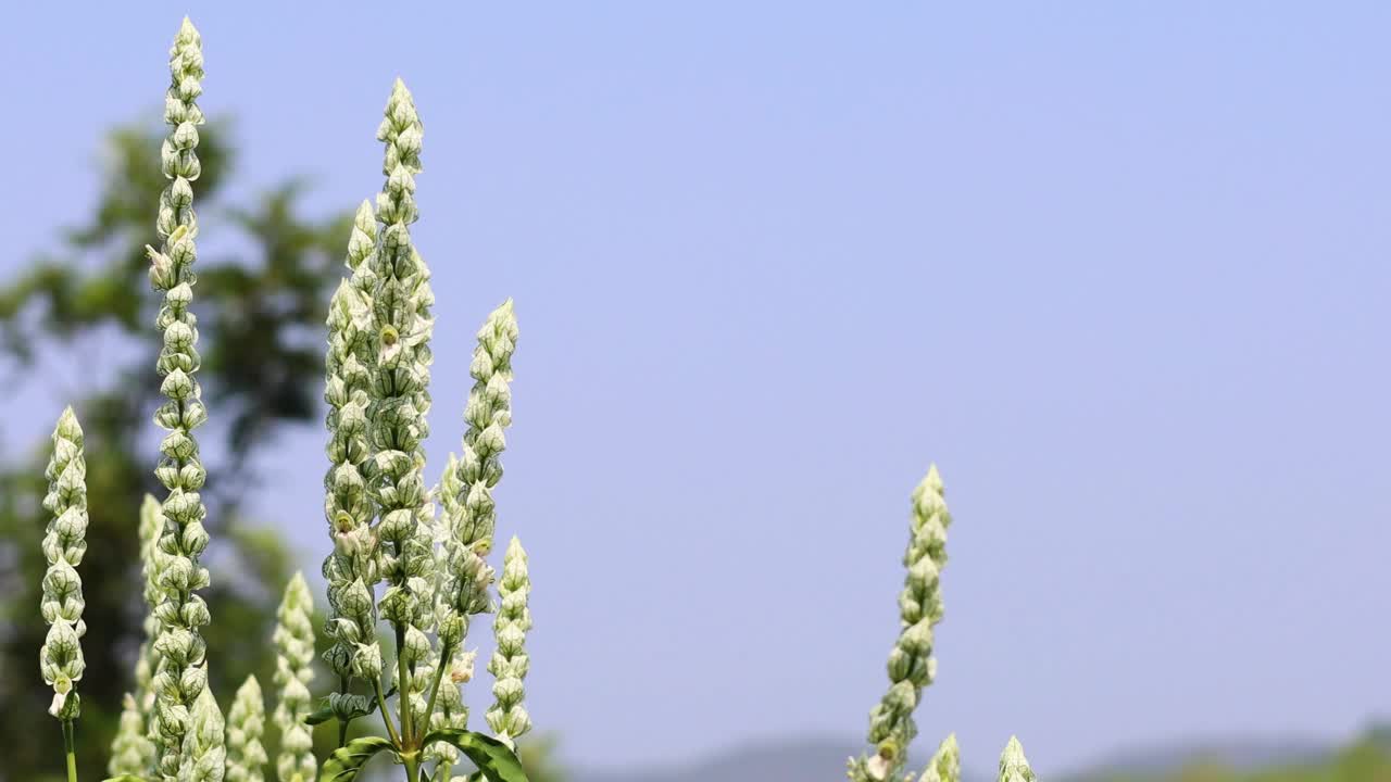 花在田野里绽放的延时摄影视频素材