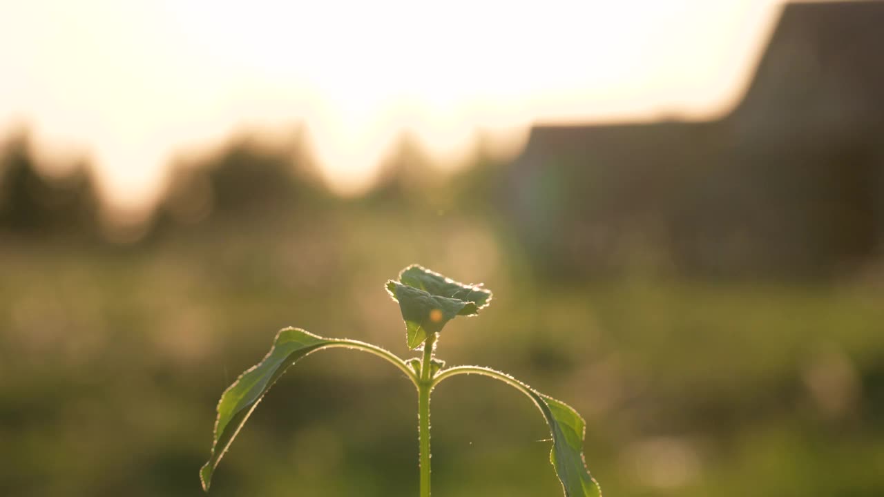 年轻女孩的手充满爱心，用绿色的小嫩芽握住泥土，抵挡夕阳的照耀视频素材