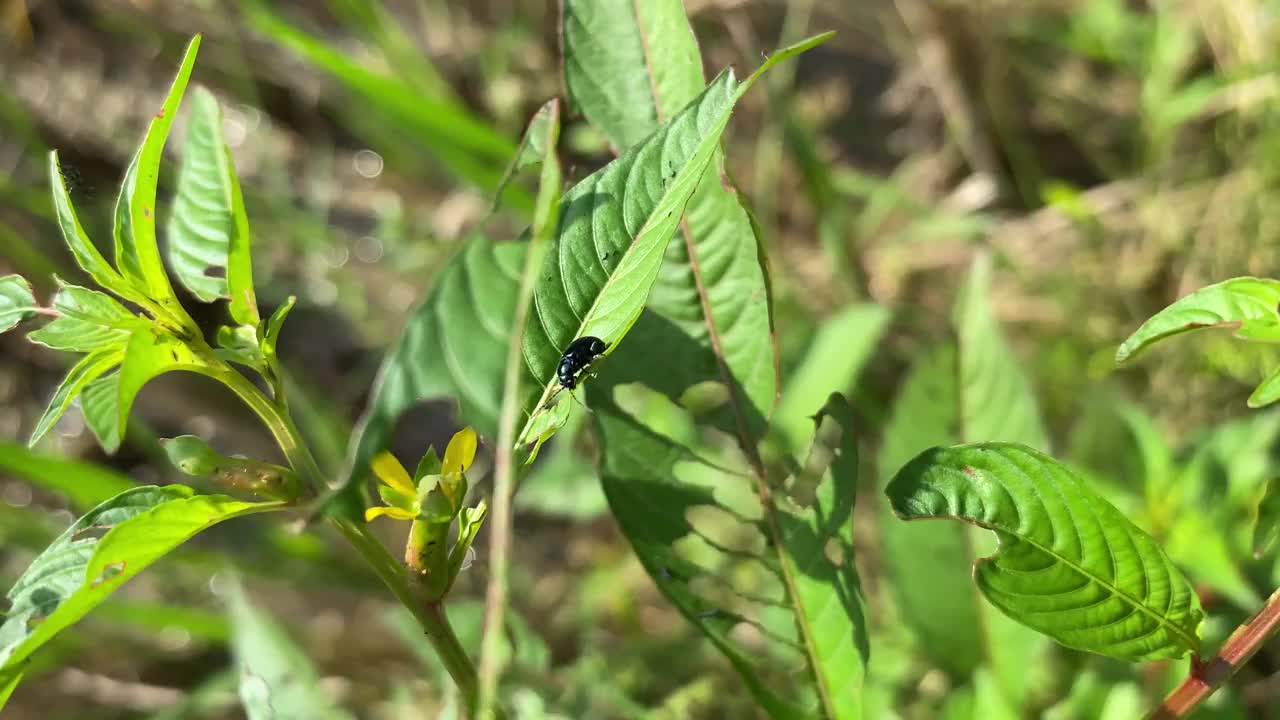 金属蓝色的跳蚤甲虫(Altica cyanea)在叶子上爬行视频素材