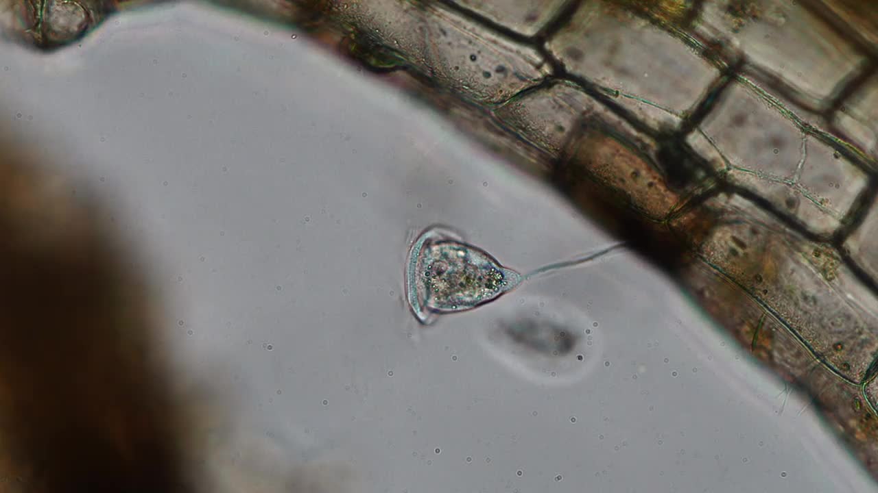 显微镜下水族馆水中的Vorticella -钟形纤毛虫属(原生动物)-光学显微镜x400倍放大视频素材