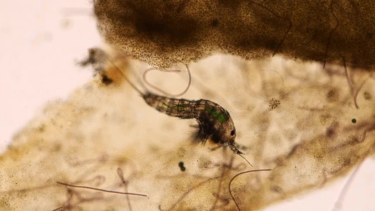 显微镜下在水族馆咸水中进食的桡足类动物(上颌足纲甲壳类，是浮游生物的一部分)视频下载