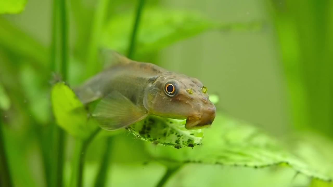 鱼缸里的中国食藻鱼(gyrincheilus aymoneri)视频下载