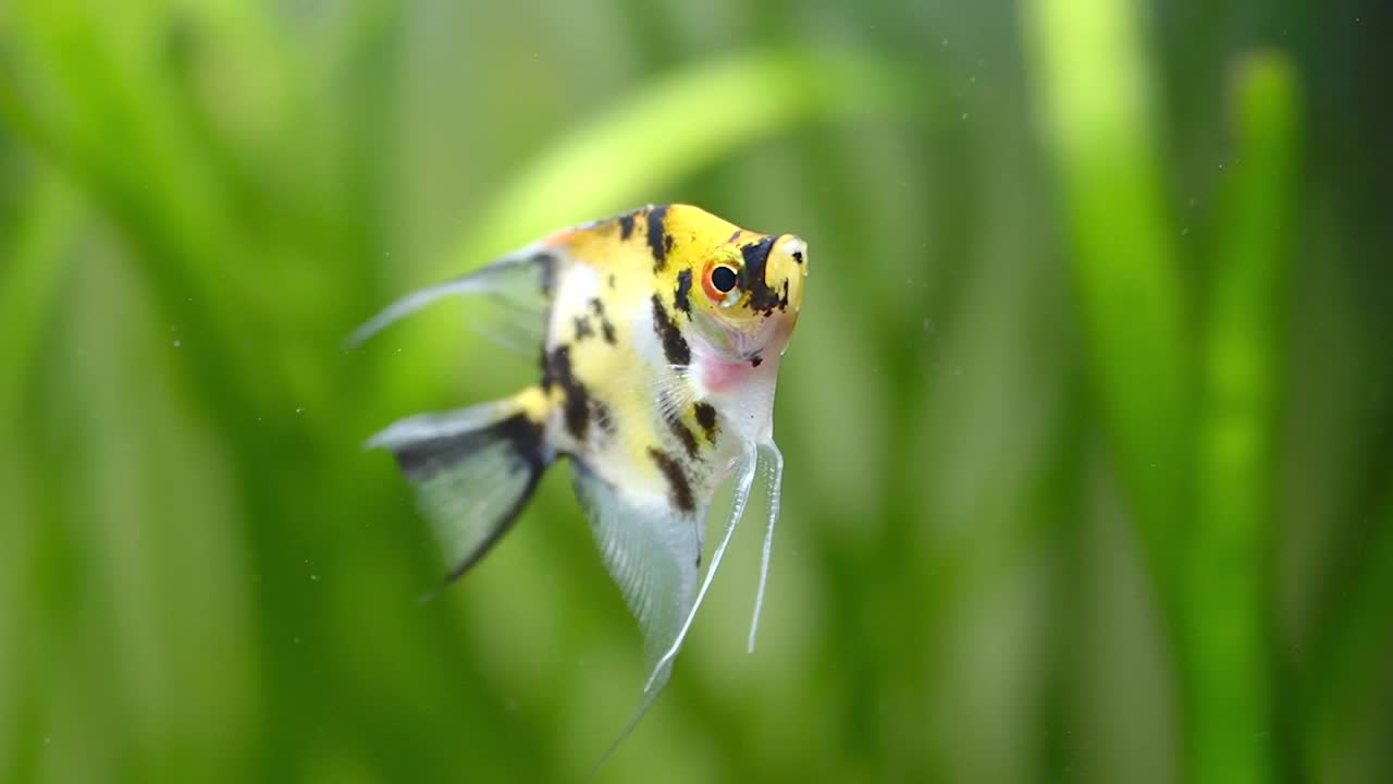 天使鱼锦鲤熊猫黄头在鱼缸里游视频下载