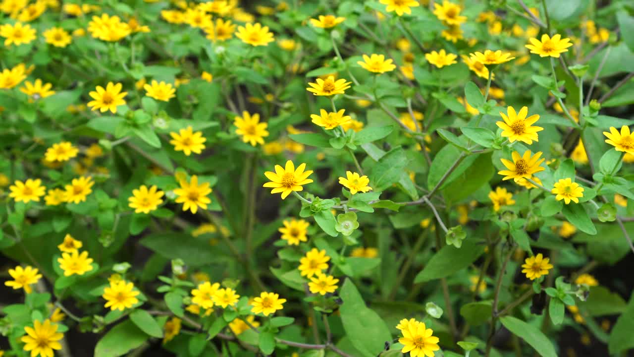 给花园里的雏菊涂黄油视频素材