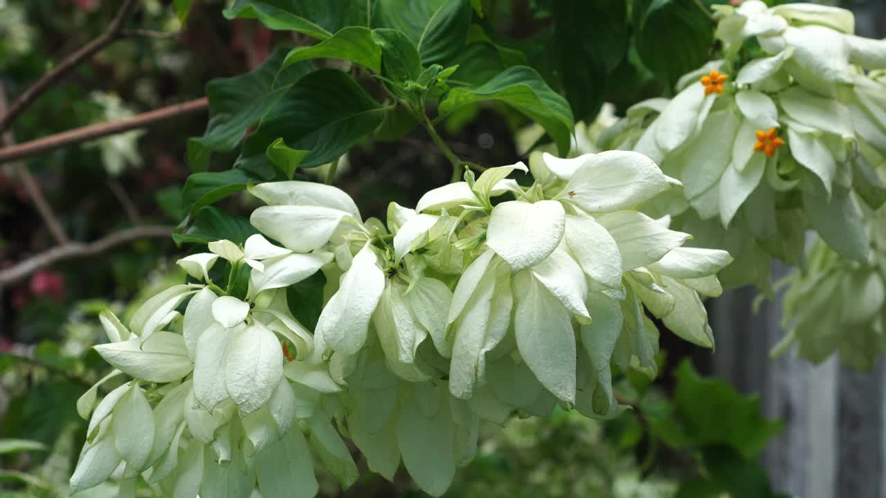 花园里的毛茛花视频素材