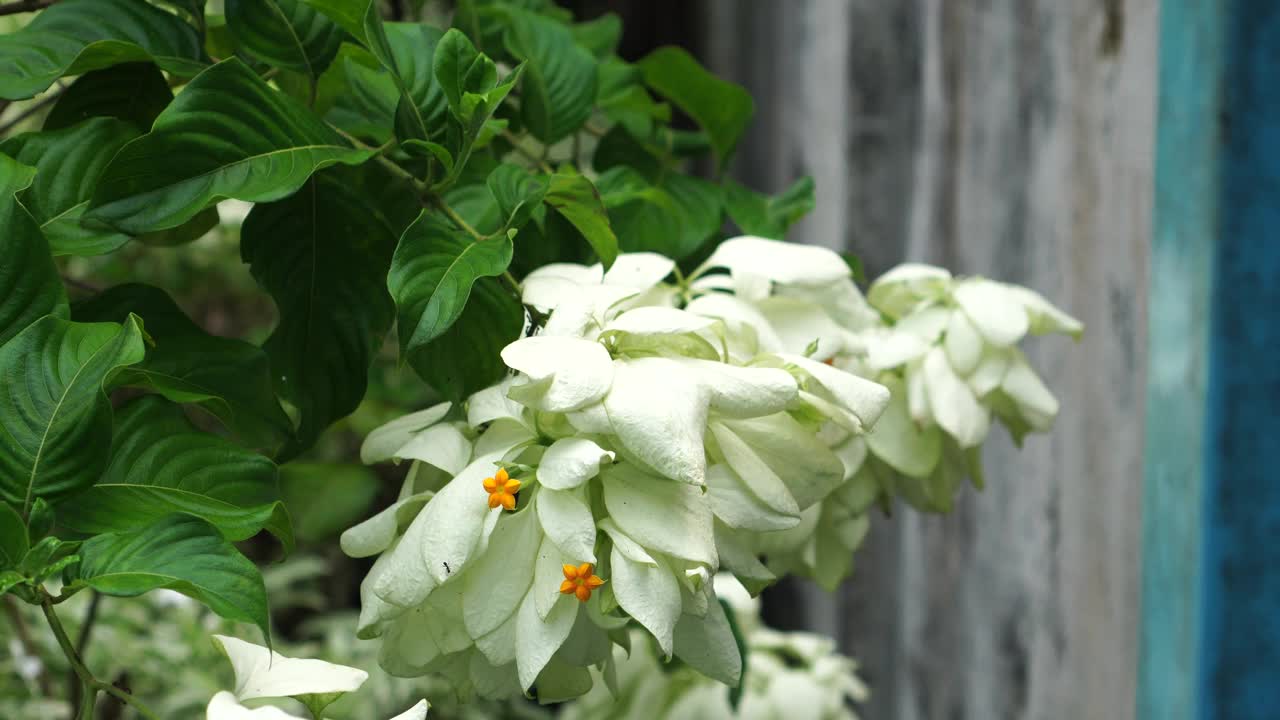 毛茛属植物的白色花视频素材