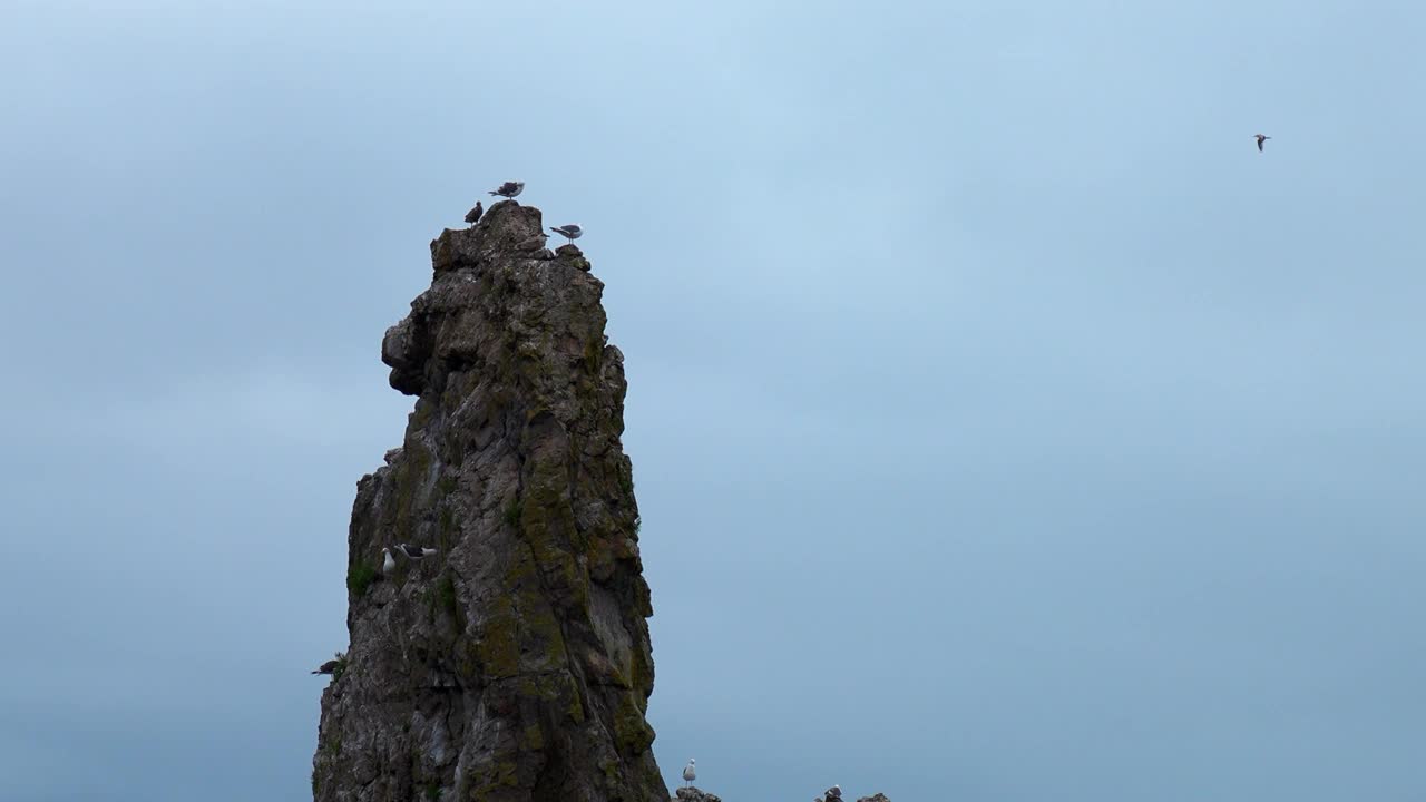 长崖顶上有海鸥。夹。海鸥坐在悬崖顶上，背景是多云的天空。在多云的天气里，海鸥飞在海上的小岩石上视频素材