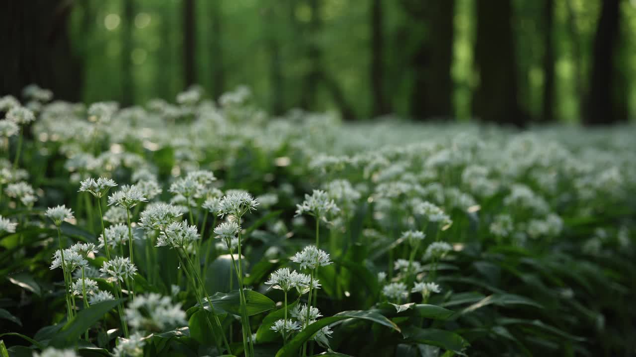 林地野生大蒜(allium ursinum)的花视频下载