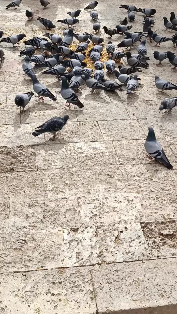 一群鸽子在地上吃东西视频素材