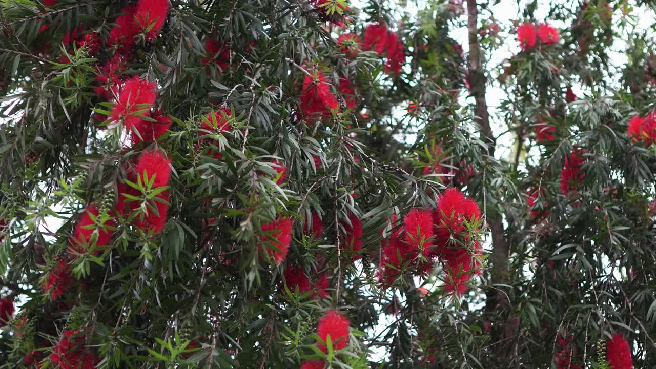 黄千层花与叶视频素材