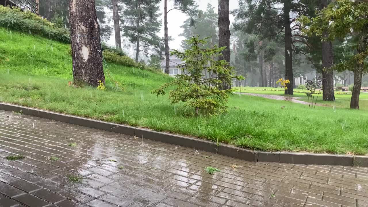 夏天，一场大雨在公园里洒满了松树。用声音视频下载