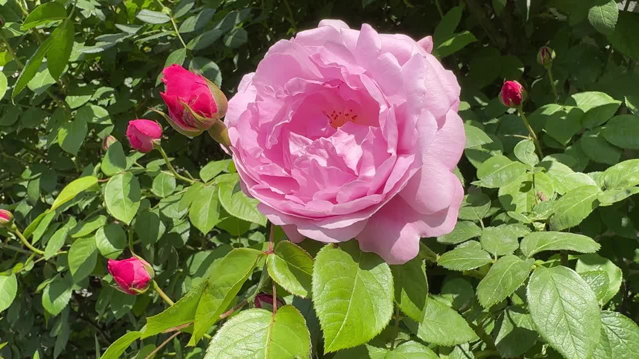 美丽的玫瑰花丛，粉红色的花朵和玫瑰花蕾。视频素材