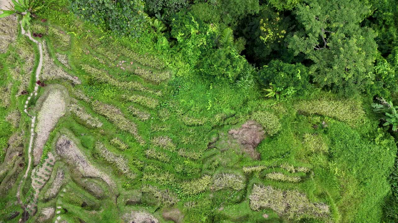 无人机拍摄的巴厘岛郁郁葱葱的水稻梯田鸟瞰图视频下载