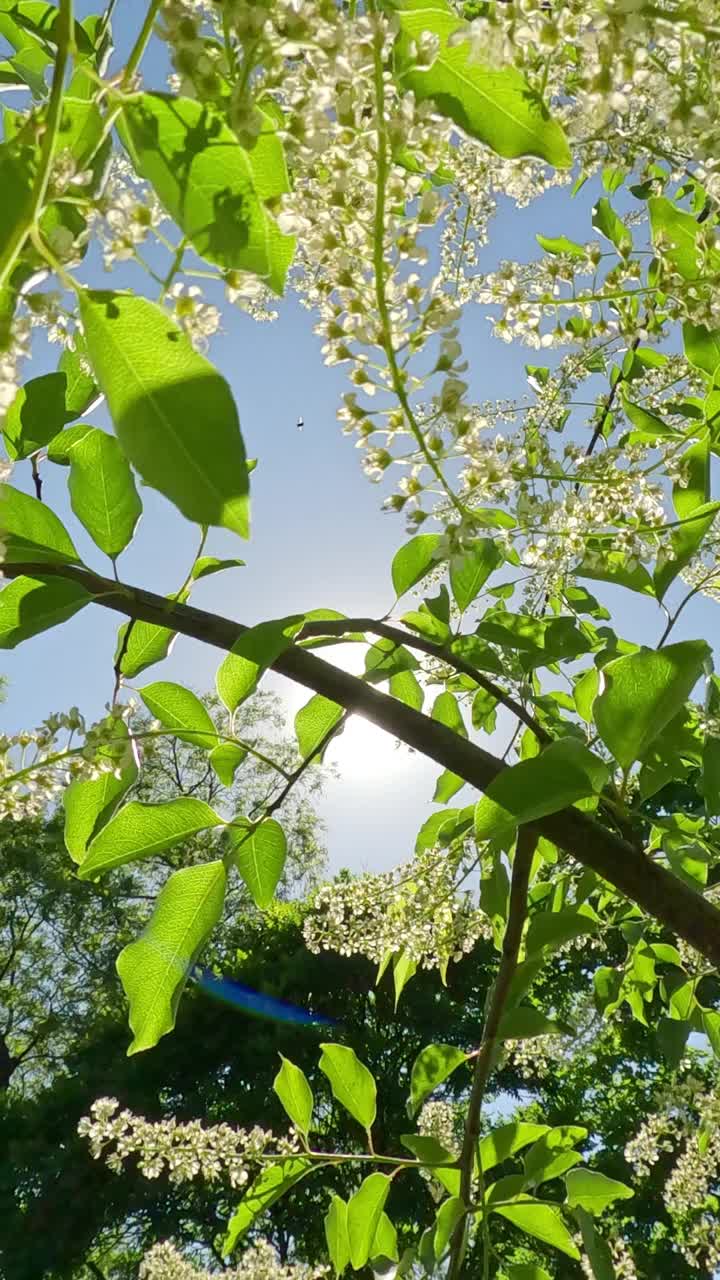 特写，白花盛开的鸟樱桃树，在蓝色的天空和阳光眩光的背景视频素材