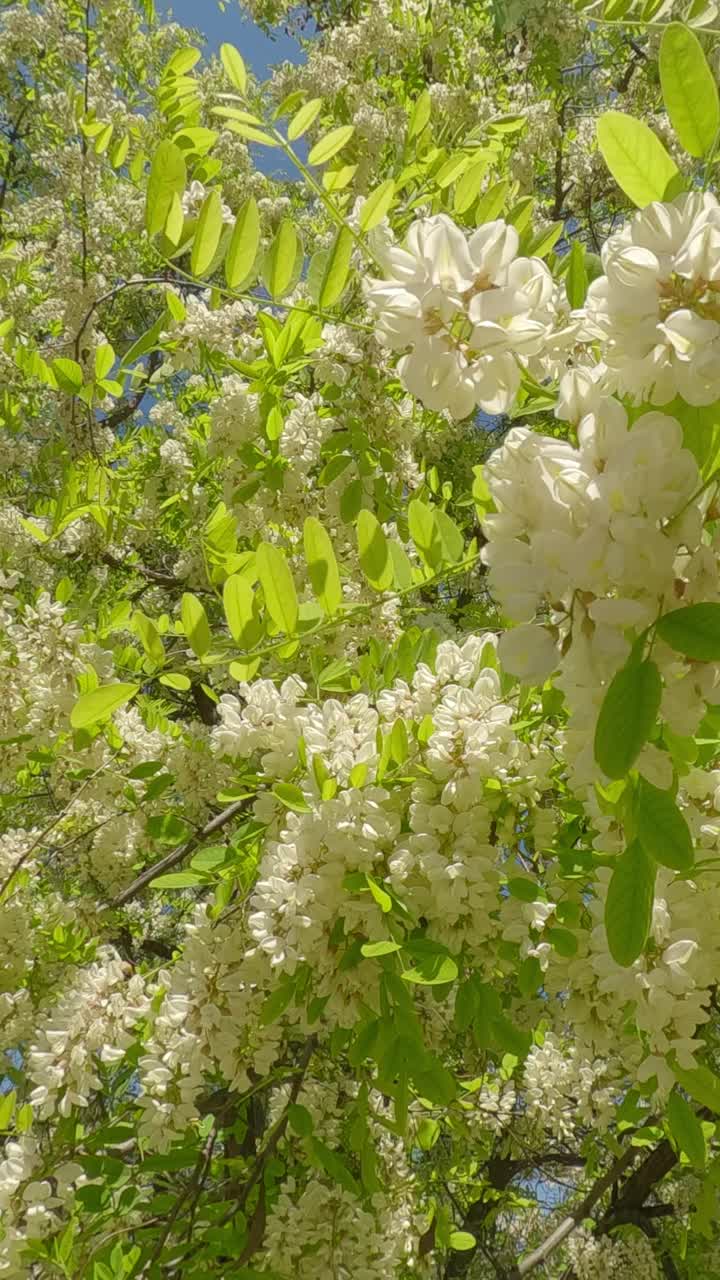 刺槐开花树上白花全景图视频素材