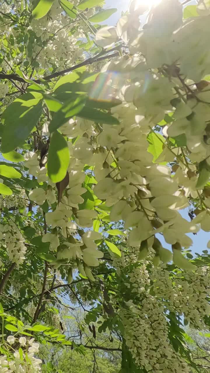 假金合欢或黑刺槐(Robinia pseudoacacia)的白花底图视频素材