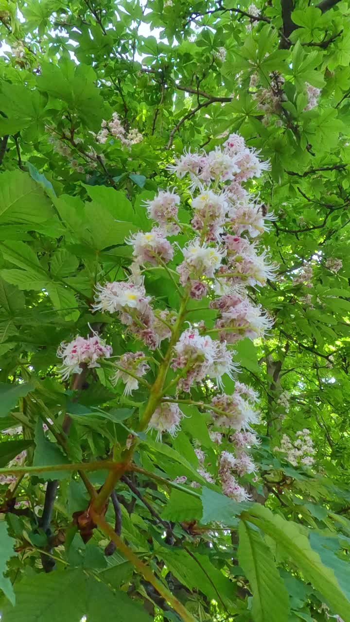 特写，沿着开花的栗树花序上的花运动视频素材