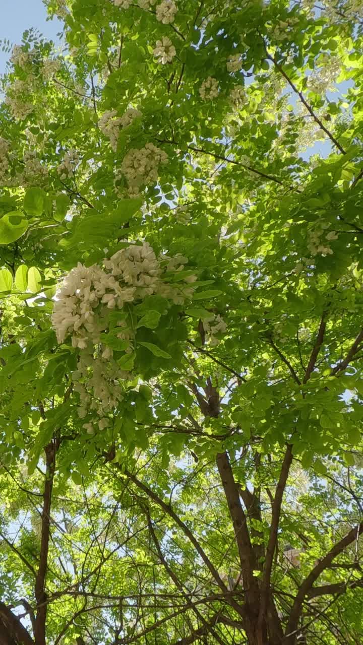 向前移动，在开花的金合欢树的树枝之间走向树冠视频素材