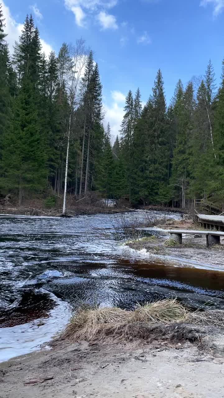 早晨，美丽的山河在森林里视频素材