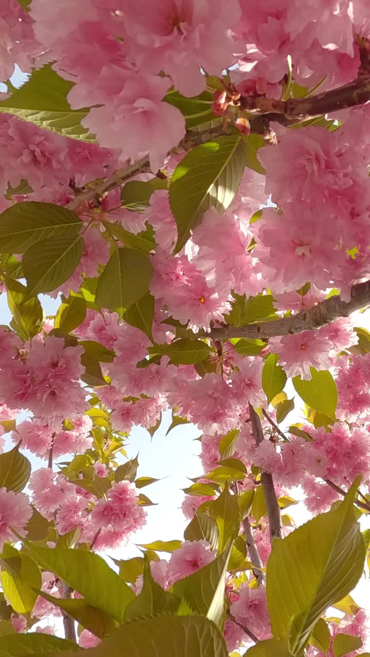 开花的樱花树覆盖着粉红色的重瓣花在蓝色的天空背景视频素材