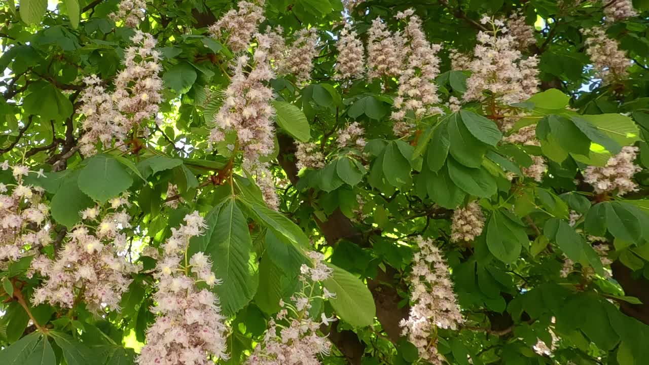 栗树的枝干上满是花，随风摇曳，特写视频素材