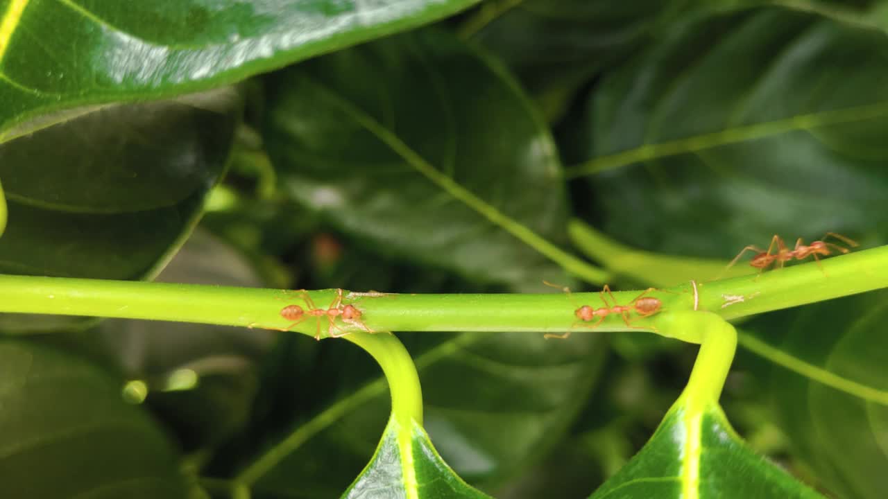 红蚂蚁在植物上爬行视频素材