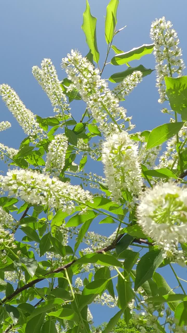 花冠上盛开的鸟樱桃树白色花朵的特写，映衬着蓝天视频素材