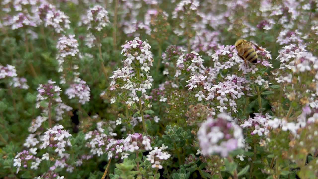 蜜蜂在开花的百里香植物上采蜜视频下载