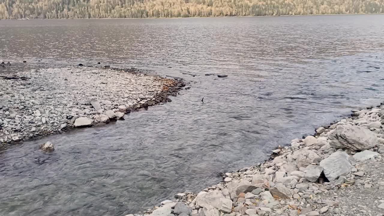 在一个晴朗的秋日里，一条河道狭窄、两岸布满卵石的小河流入一个巨大的山间湖泊。埃斯图巴河的汇合处视频下载