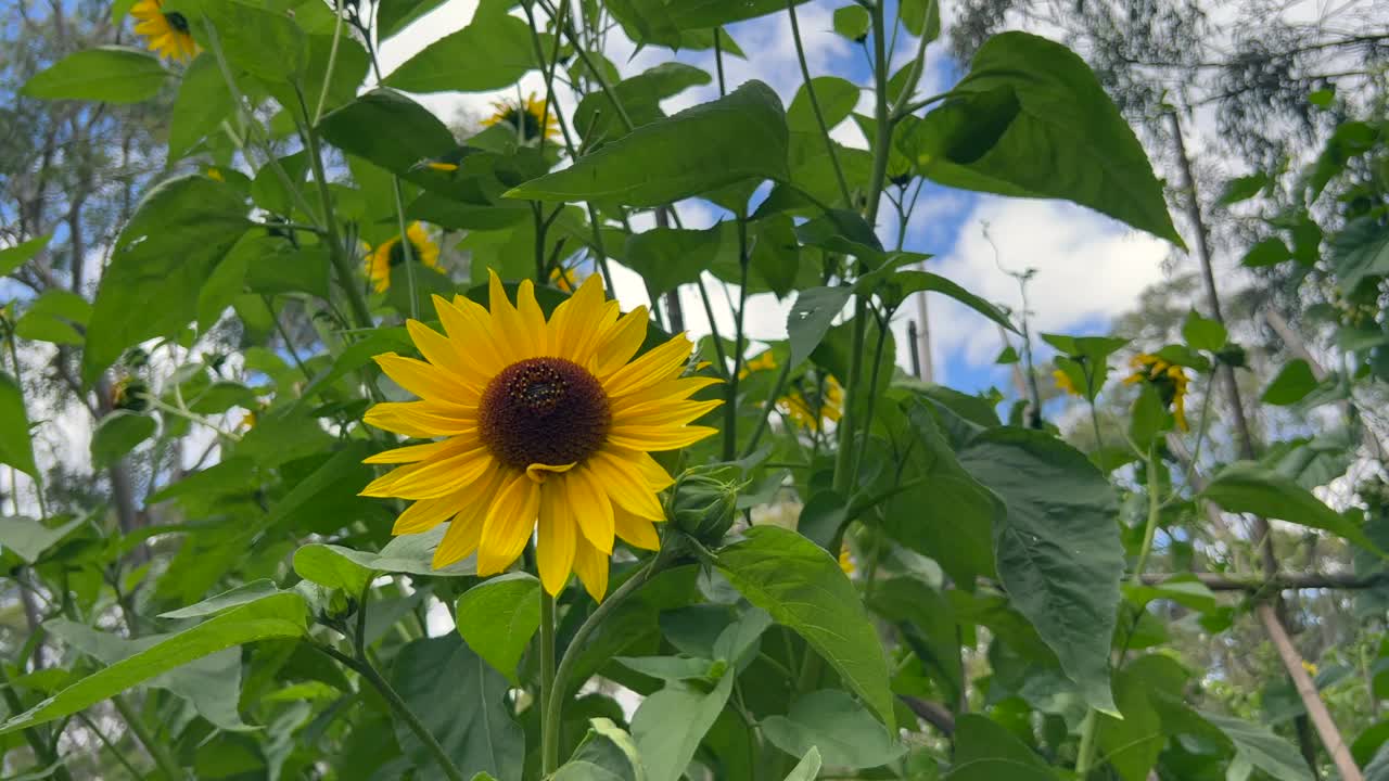 向日葵上的蜜蜂视频素材