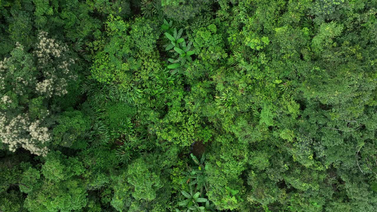 夏日鸟瞰美丽的热带森林山景视频素材