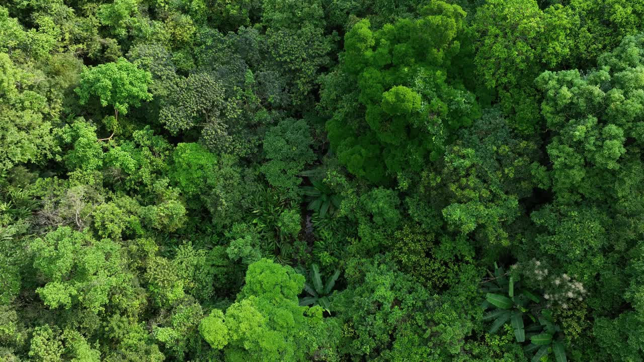 夏日鸟瞰美丽的热带森林山景视频素材