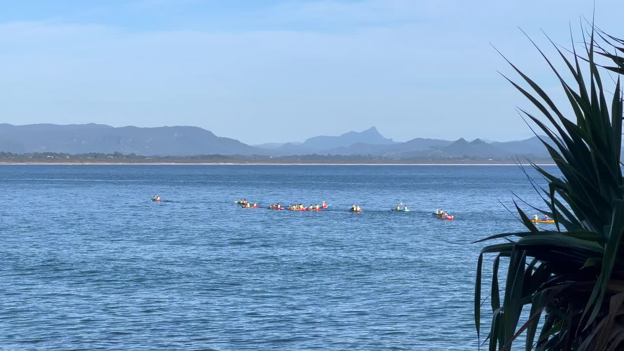 海豚在海湾划独木舟视频下载