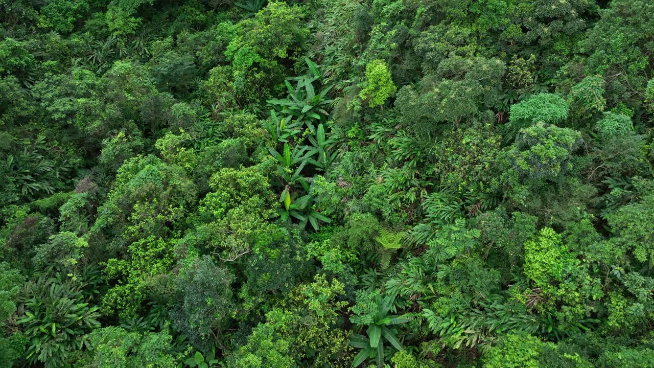 夏日鸟瞰美丽的热带森林山景视频素材