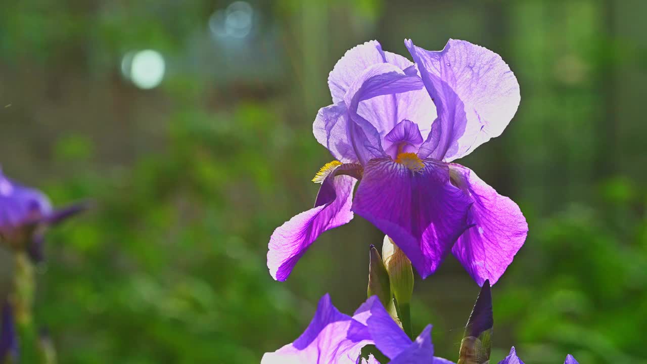 紫色鸢尾花特写视频素材