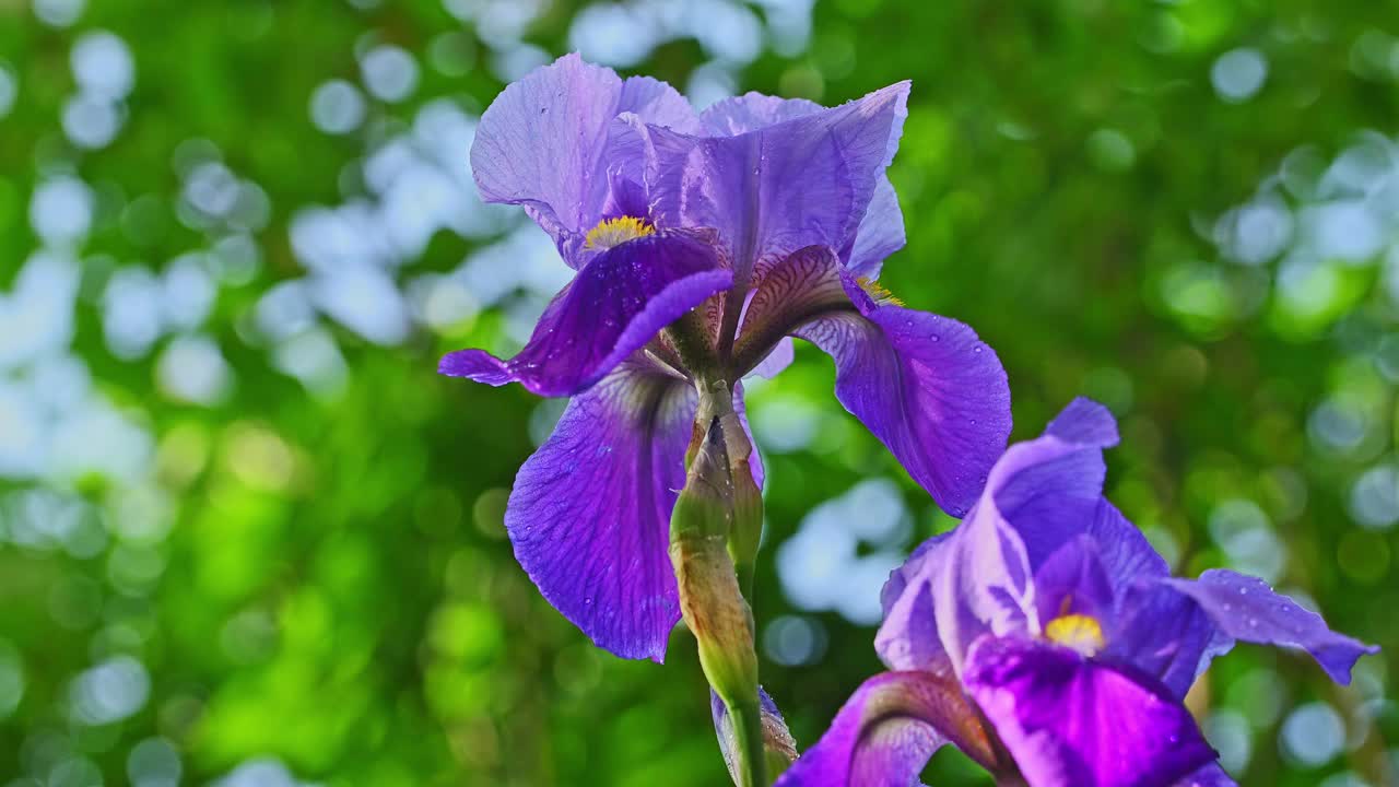 紫色鸢尾花特写视频素材