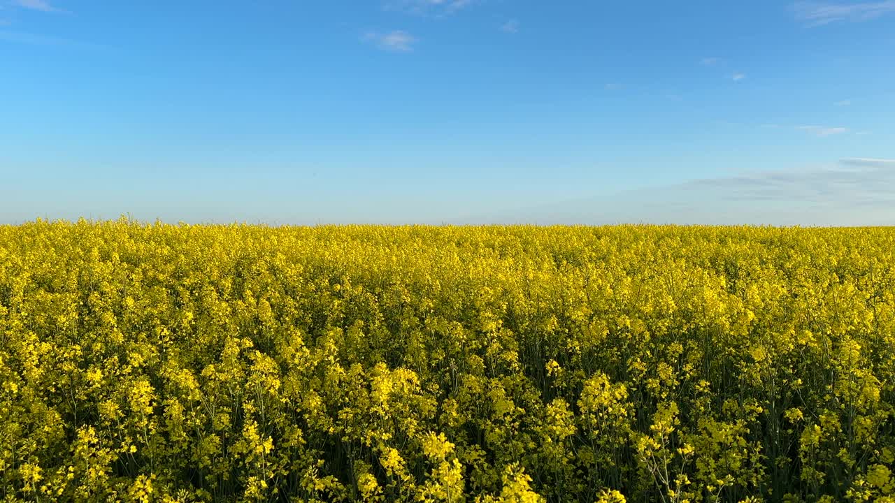 黄花油菜地。黄色背景田野与油菜籽。视频下载