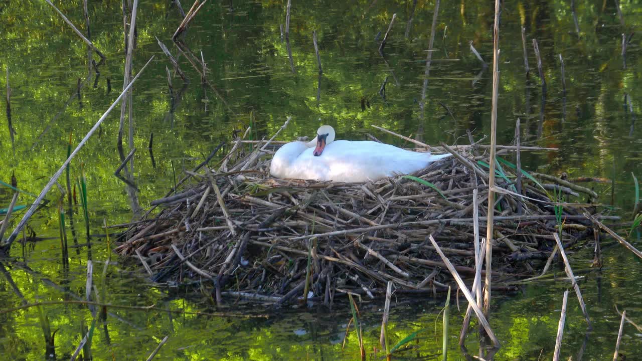 天鹅在绿池塘里的芦苇窝里孵蛋视频下载