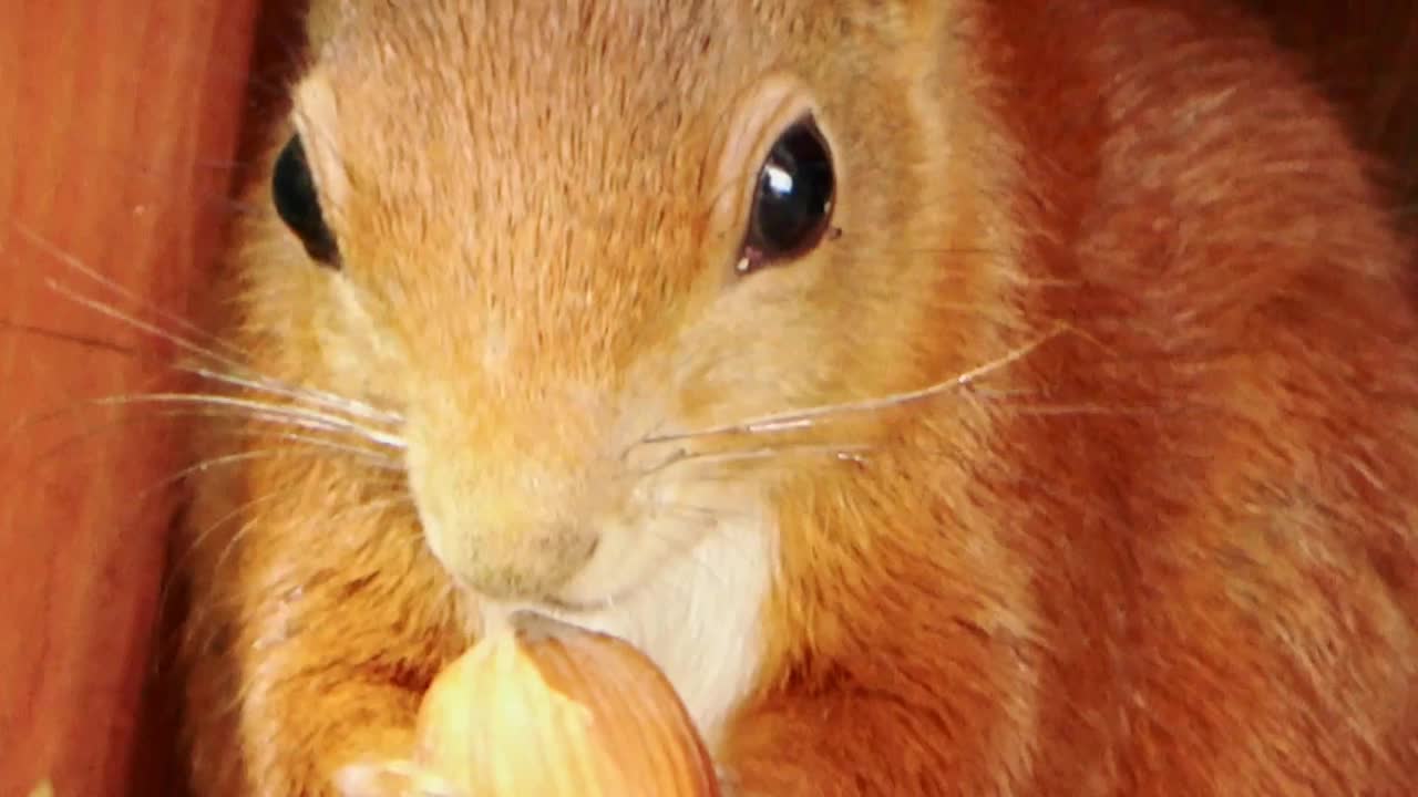 一只红松鼠努力咬开一颗干榛子的特写视频下载