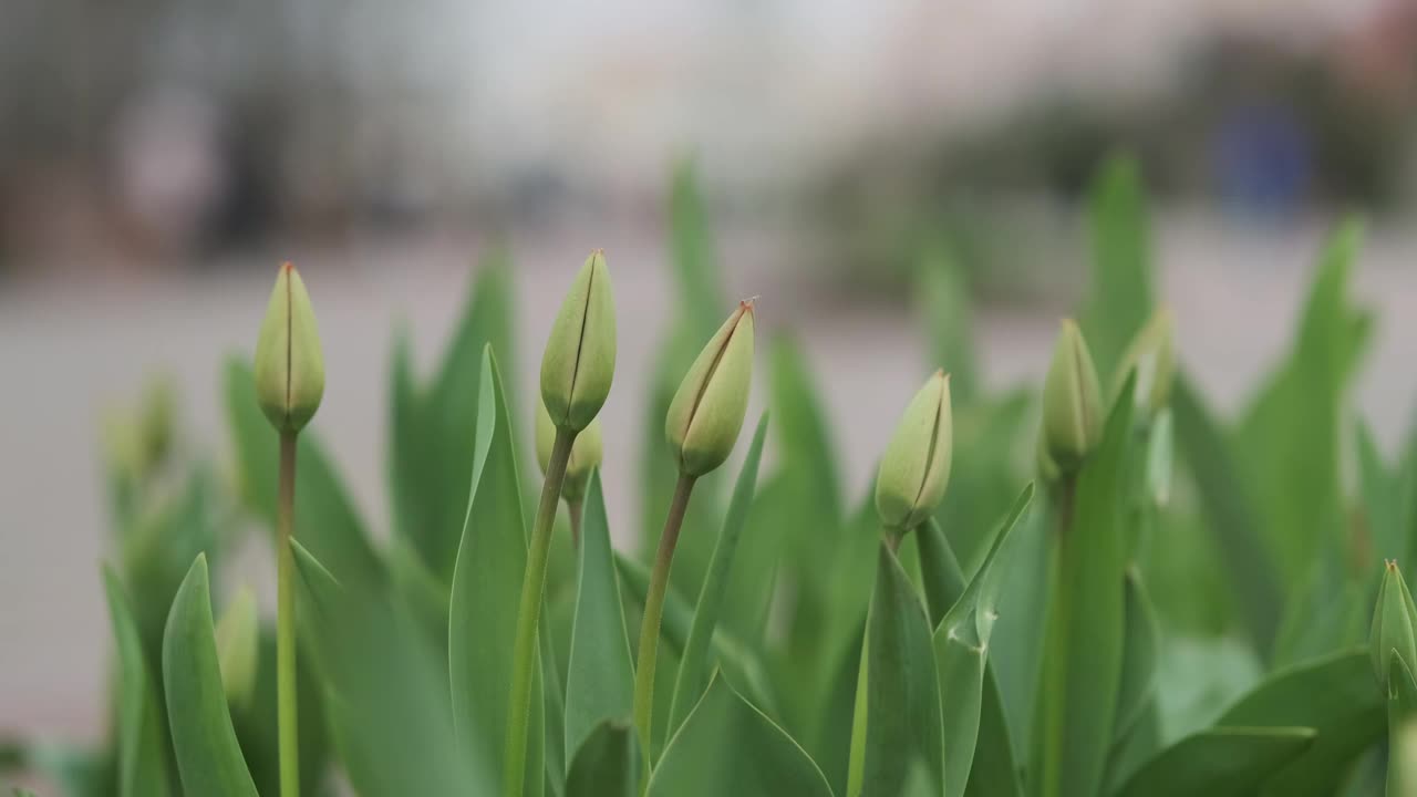 未开花的绿色郁金香生长在城市公园，特写，白天，全景。视频素材