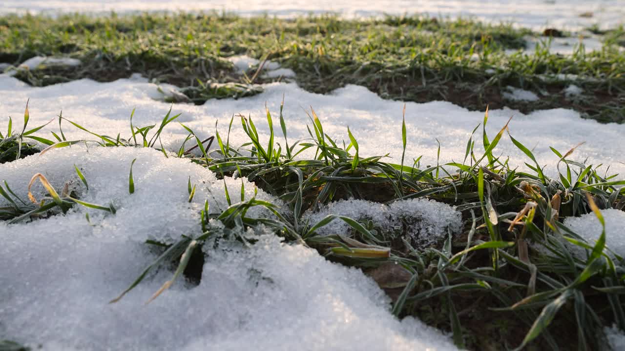 白雪覆盖的绿色小麦芽，近距离看视频素材