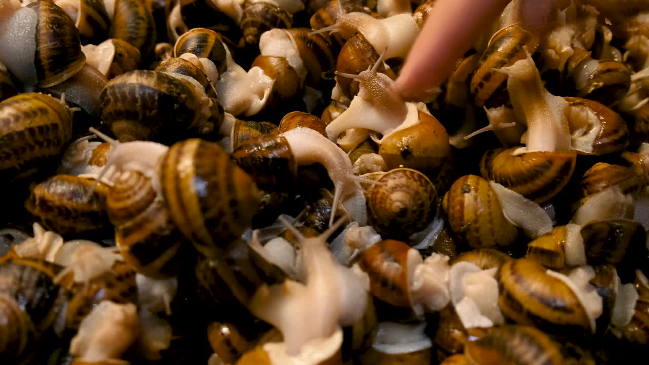 许多蜗牛在农场上的手。有选择性的重点。大自然。视频素材