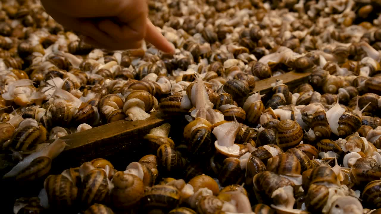 许多蜗牛在农场上的手。有选择性的重点。大自然。视频素材