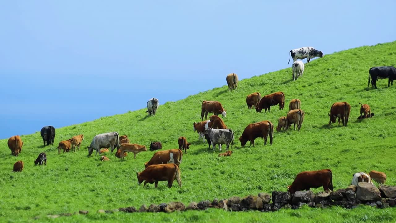 牛群在亚速尔群岛的绿色牧场上吃草视频素材