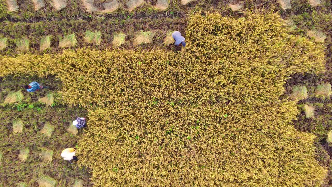 电影式无人机拍摄的农民收割稻田的画面视频素材