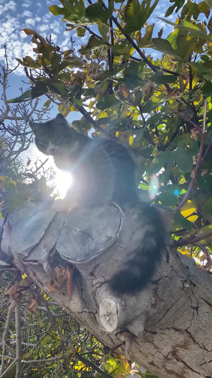 猫坐在阳光下的树上视频素材