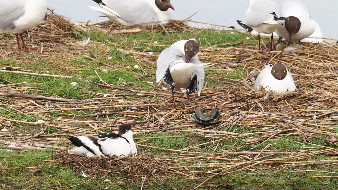 英国兰开夏郡莱顿莫斯的黑头鸥，chricocephalus ridibundus和Avocet, Recurvirostra avosettanest。视频素材