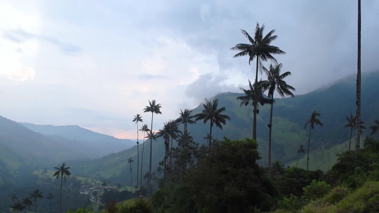 哥伦比亚的山地和高棕榈树景观视频素材