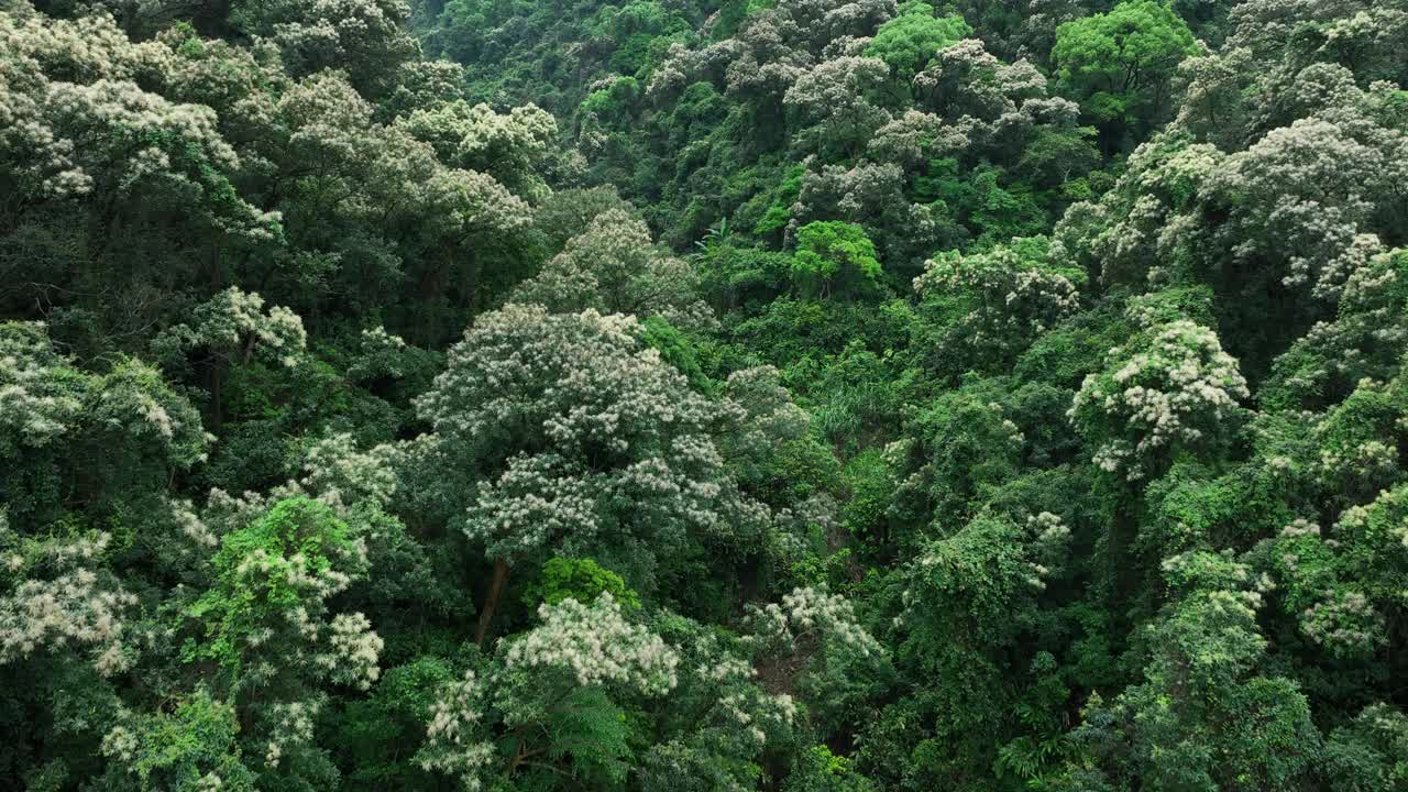 鸟瞰美丽的热带森林山景，春天视频下载